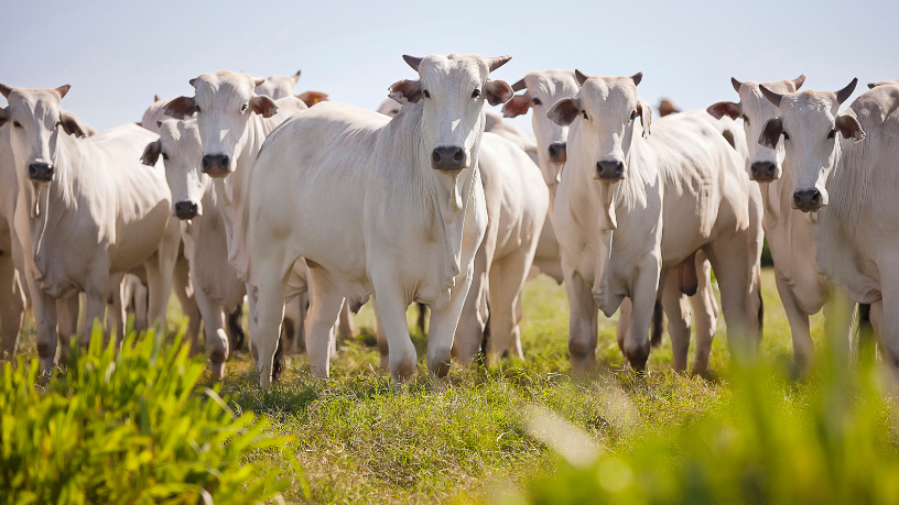 Fazenda de Corumbá recebe tecnologia de rastreabilidade e impulsiona pecuária em Mato Grosso do Sul Fazenda de Corumbá recebe tecnologia de rastreabilidade e impulsiona pecuária em Mato Grosso do Sul